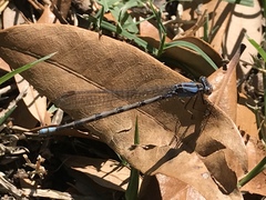Argia funebris