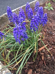 Muscari armeniacum