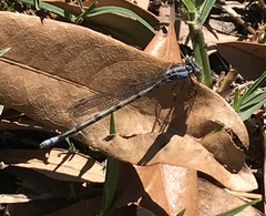 Argia funebris