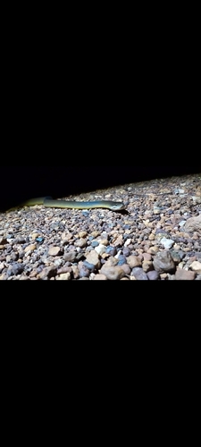 Water Python sighting