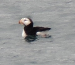 Fratercula corniculata