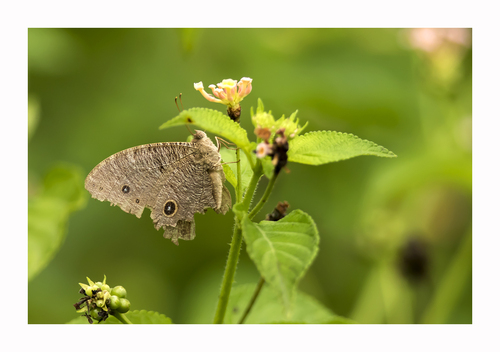 Common Evening Brown, Deva Vanta, Gujarat, India, photo 9 of 10