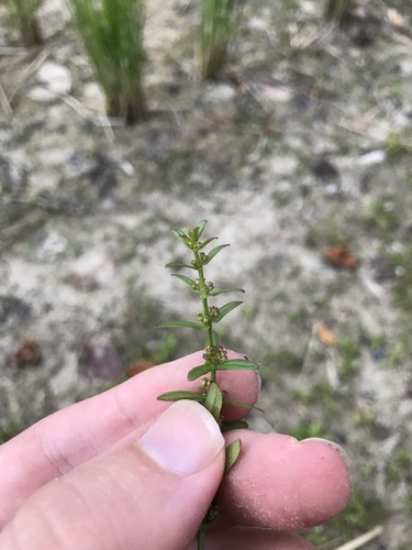 Image of Ammannia multiflora by no rights reserved