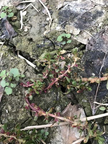 Rotala indica, photograph 5