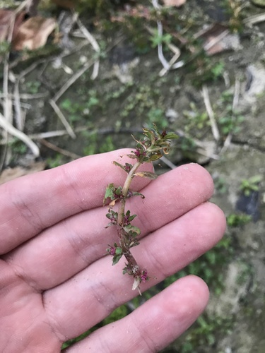 Image of Rotala indica by no rights reserved