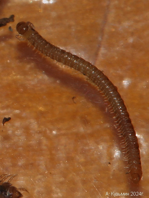 Тонкий Кивсяк Proteroiulus fuscus