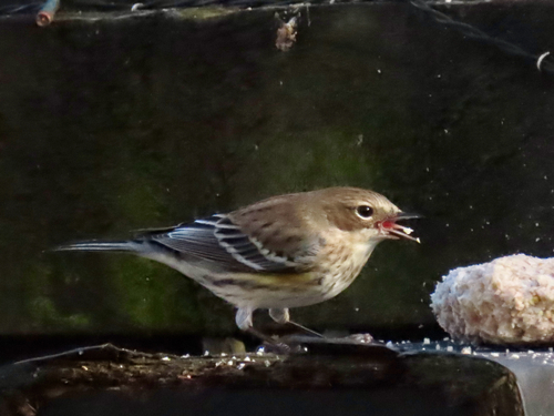 Reinita coronada (Setophaga coronata)