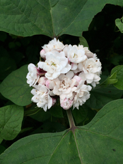 Clerodendrum chinense