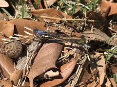 Argia funebris