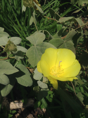 Gossypium tomentosum
