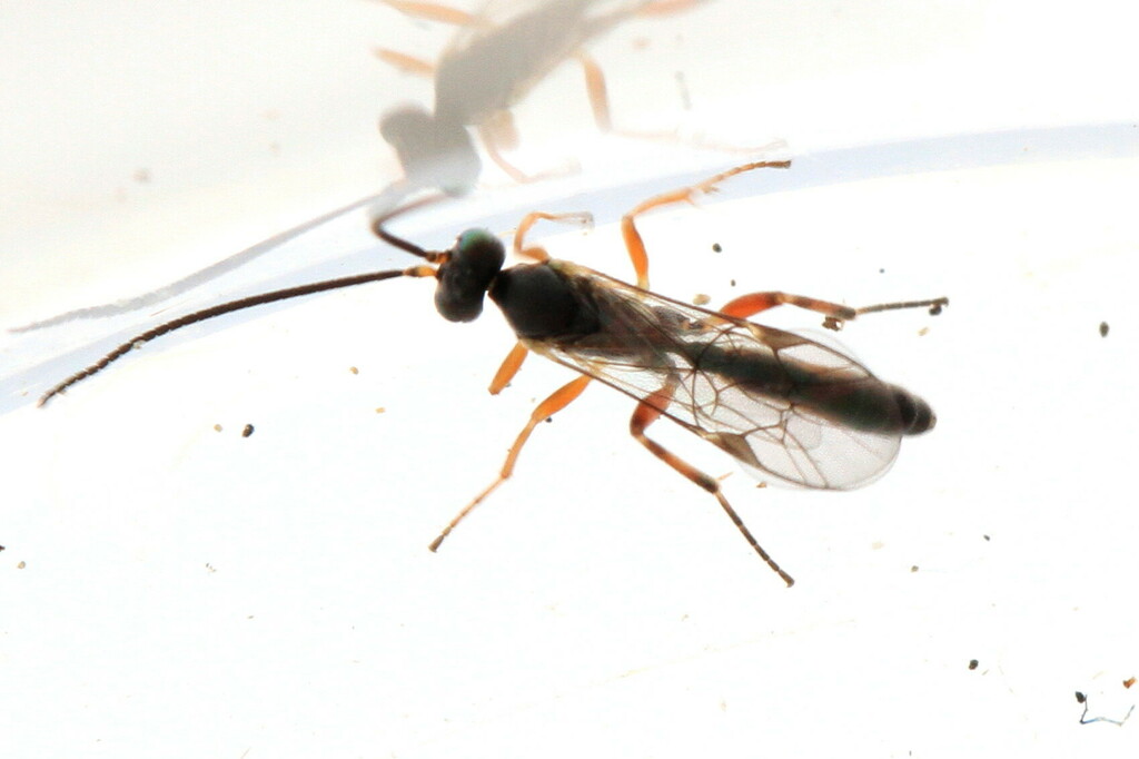 Diadegma incompletum