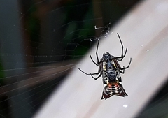 Micrathena nigrichelis