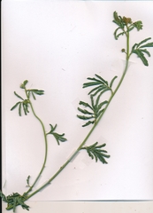 Desmanthus acuminatus