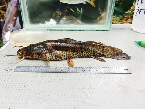 Balay's catfish (Parauchenoglanis balayi) — Claroteidae — 3