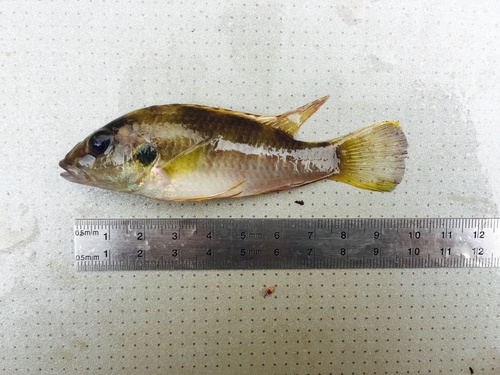 Mamonekene's chromidotilapia (Chromidotilapia mamonekenei) — Cichlidae — 2