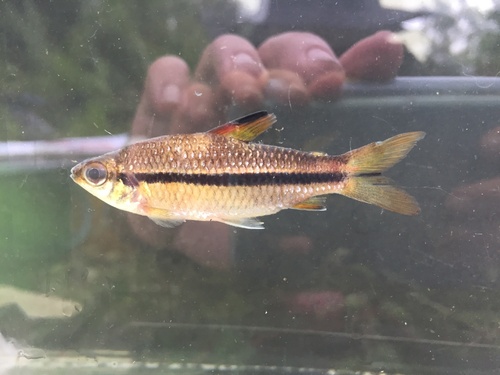 Carp (Nannaethiops unitaeniatus) — Distichodontidae — 4