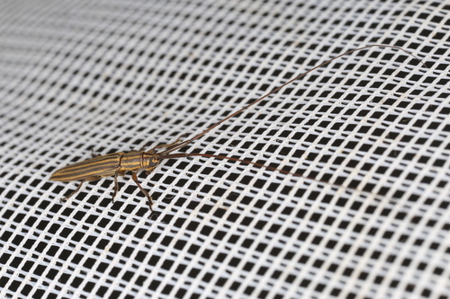 Hippopsis meinerti