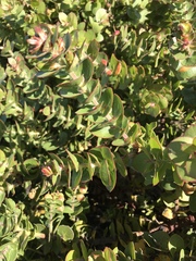 Arctostaphylos pechoensis