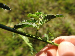 Desmanthus acuminatus