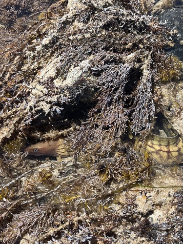 Moray eel