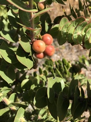 Arctostaphylos pechoensis