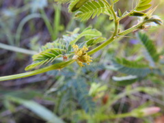 Desmanthus acuminatus