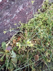 Arabidopsis thaliana