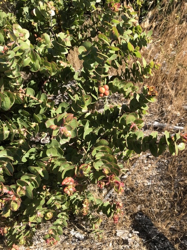 Arctostaphylos pechoensis (Abrams) Dudley