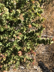 Arctostaphylos pechoensis
