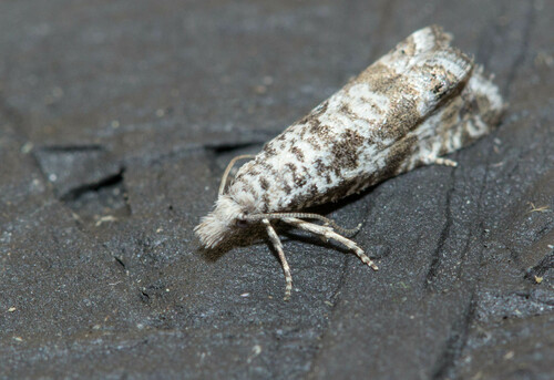 Thiodiodes seeboldi
