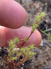 Lastarriaea coriacea