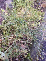 Arabidopsis thaliana