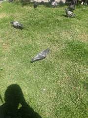 Columba livia domestica