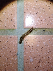 Chamberlinius hualienensis