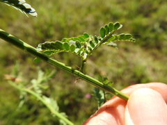 Desmanthus acuminatus