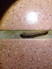 Chamberlinius hualienensis
