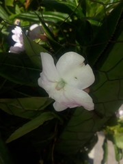 Magnoliopsida