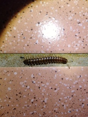 Chamberlinius hualienensis