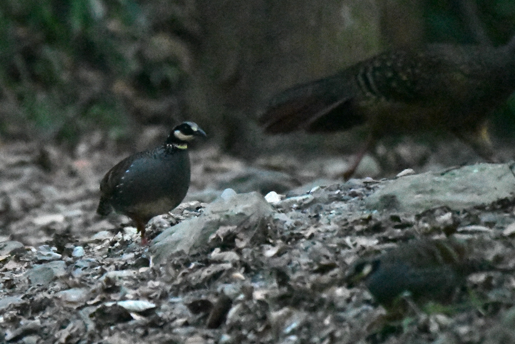Taiwan Partridge