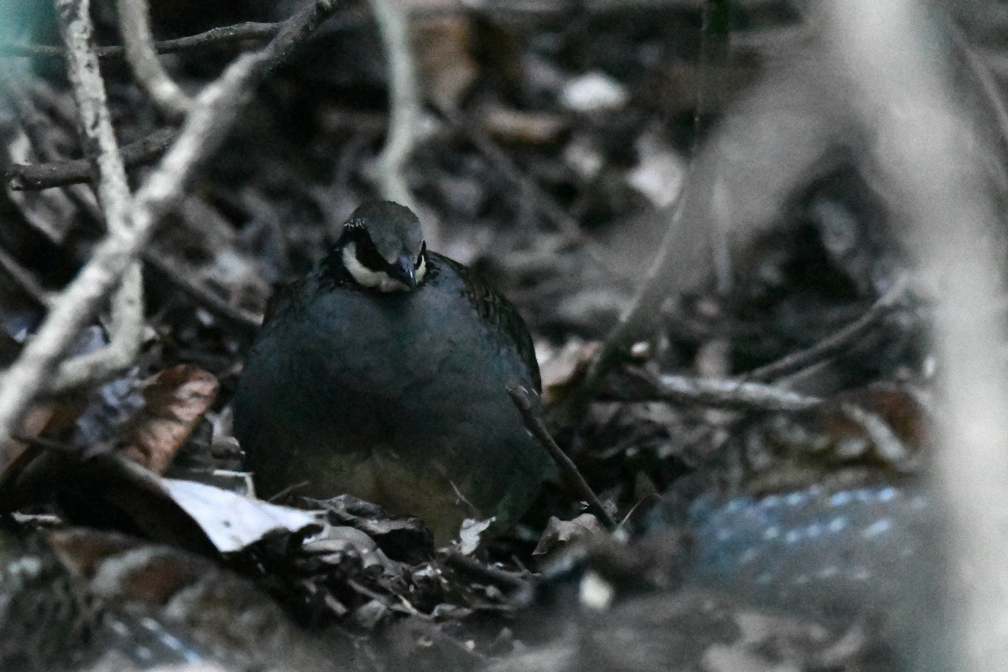 Taiwan Partridge