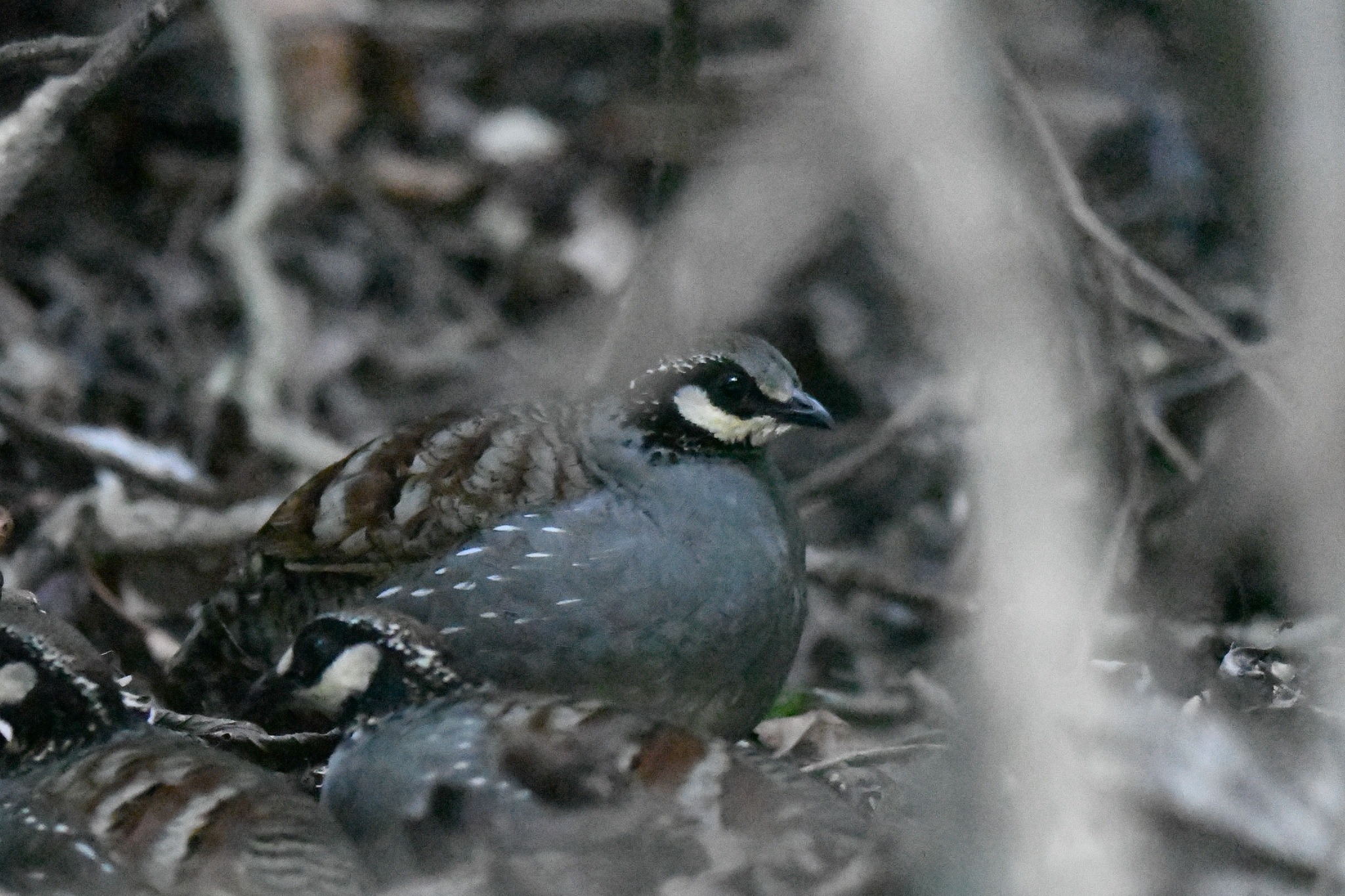Taiwan Partridge