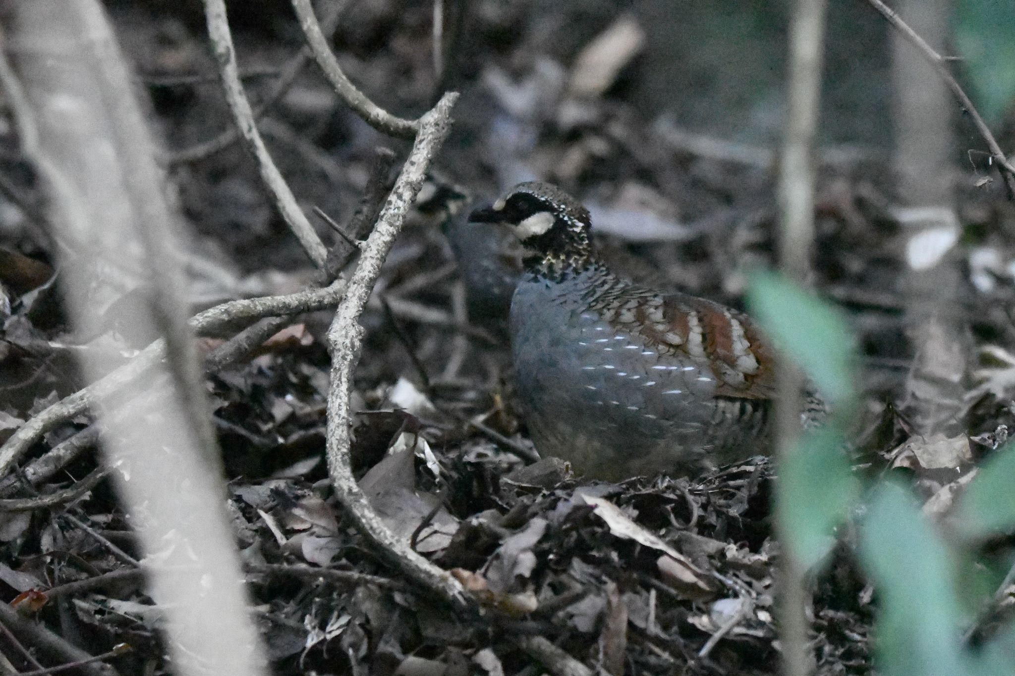 Taiwan Partridge