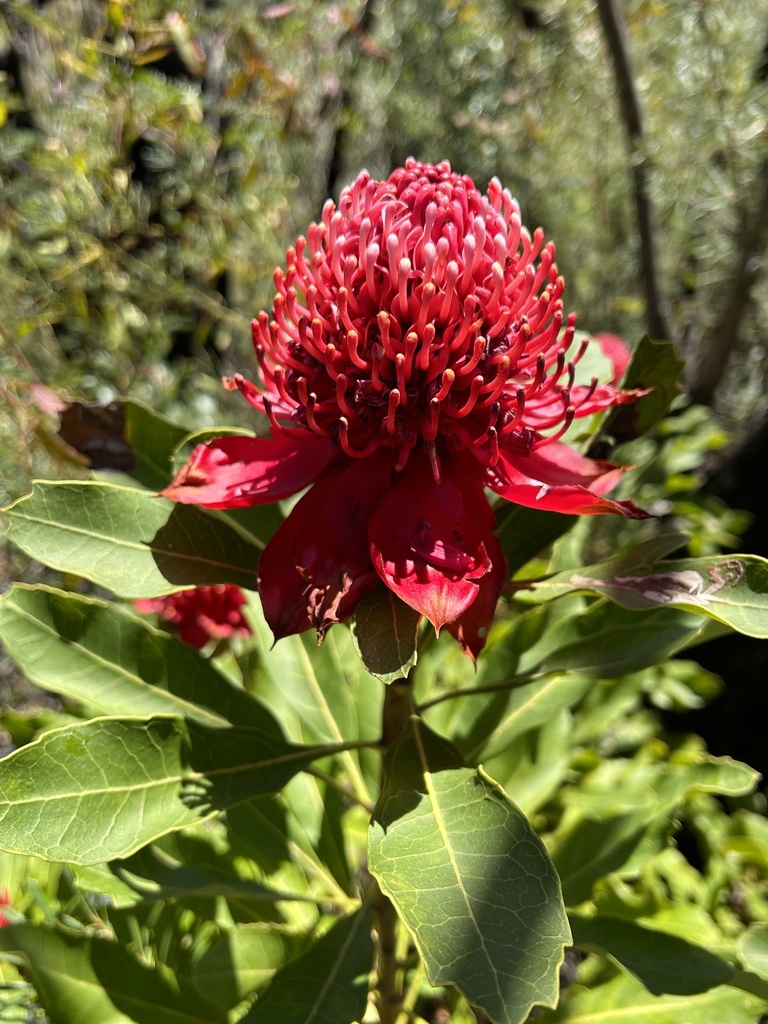 Waratah from Blue Mountains National Park, Blue Mountains National Park ...