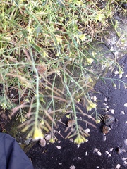 Arabidopsis thaliana