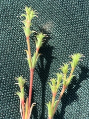 Lastarriaea coriacea