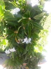 Magnoliopsida
