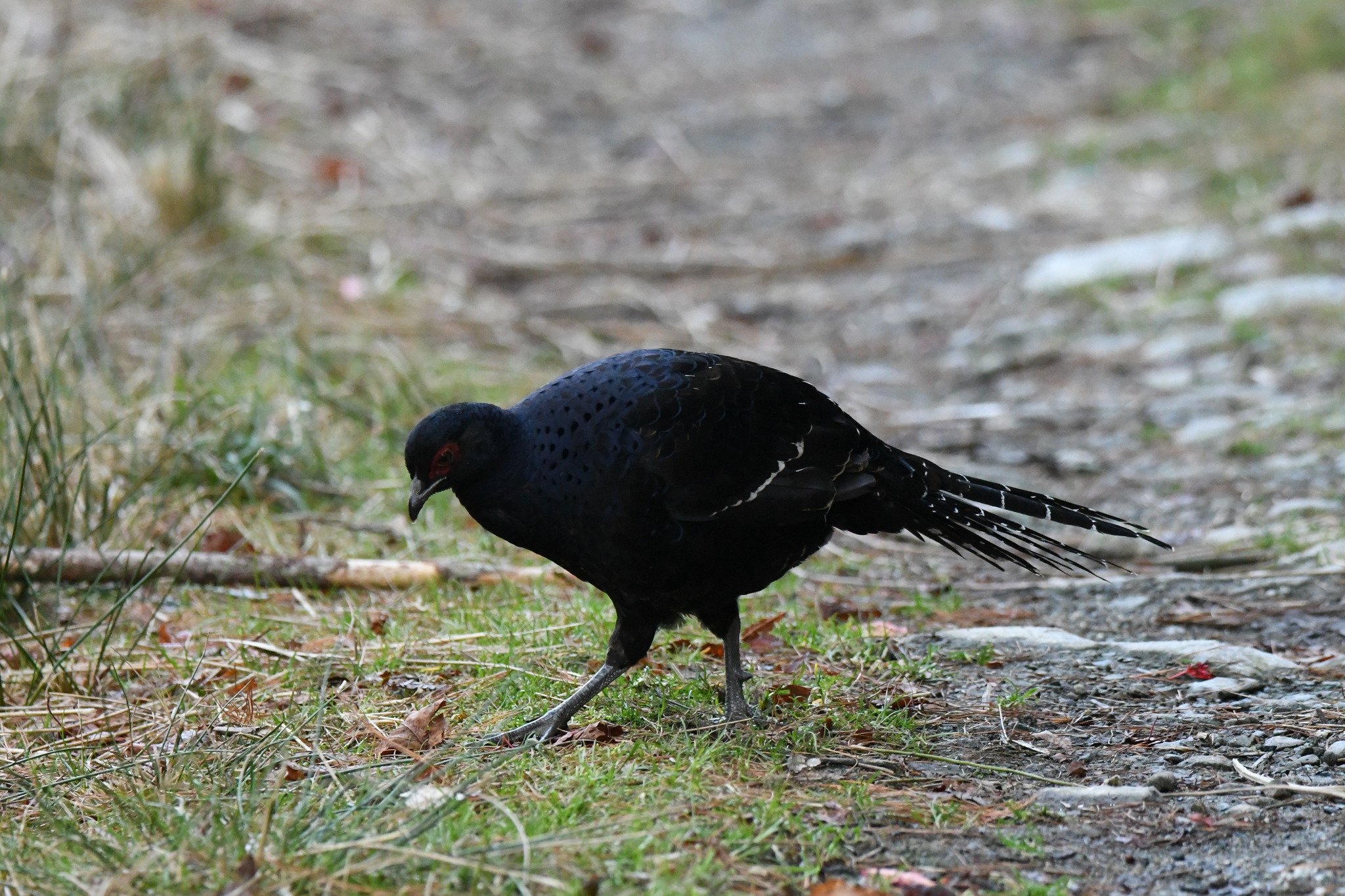 Mikado Pheasant