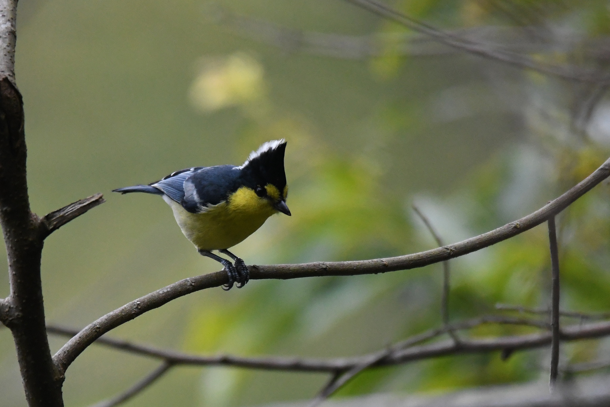 Yellow Tit
