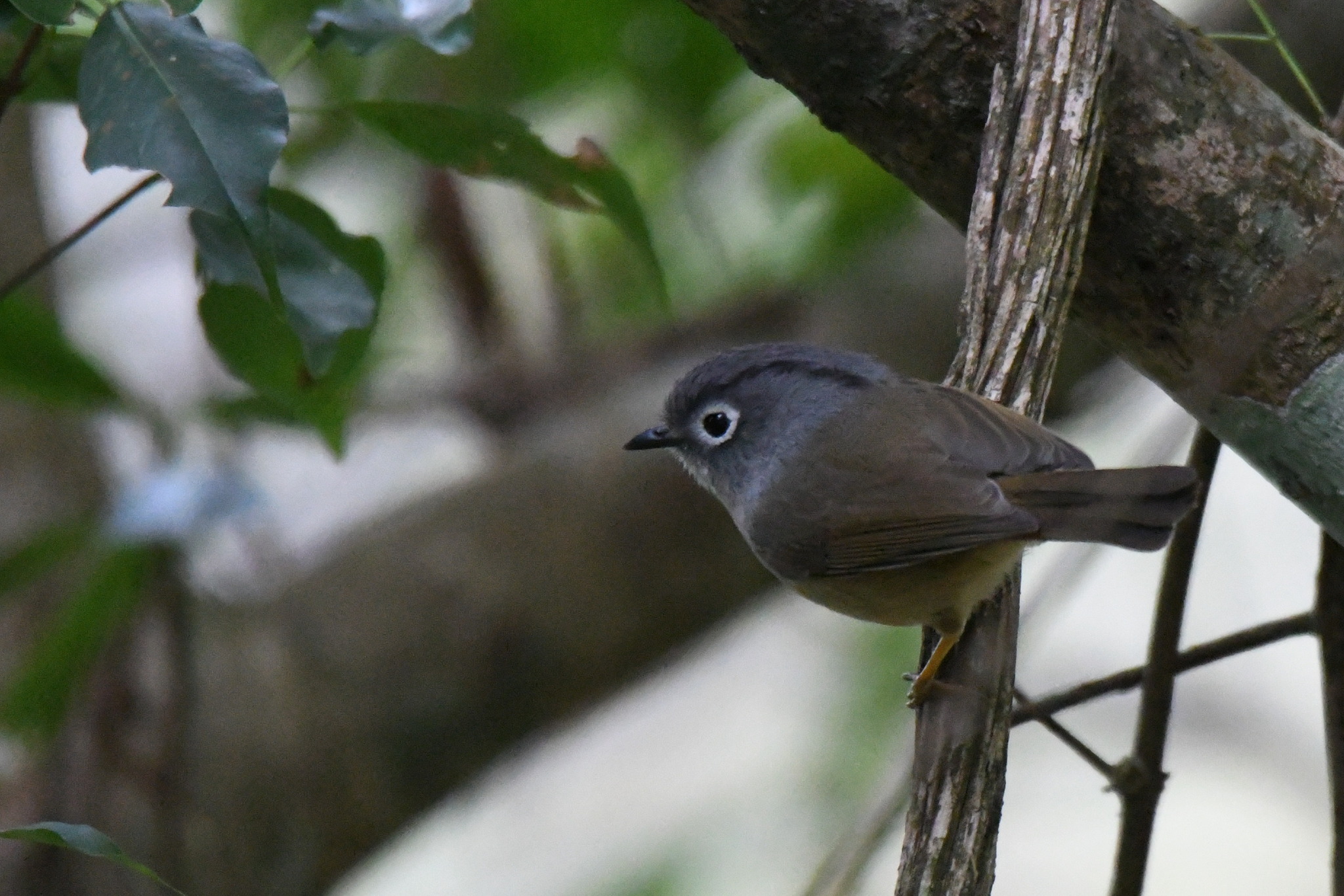 Grey-cheeked Fulvetta