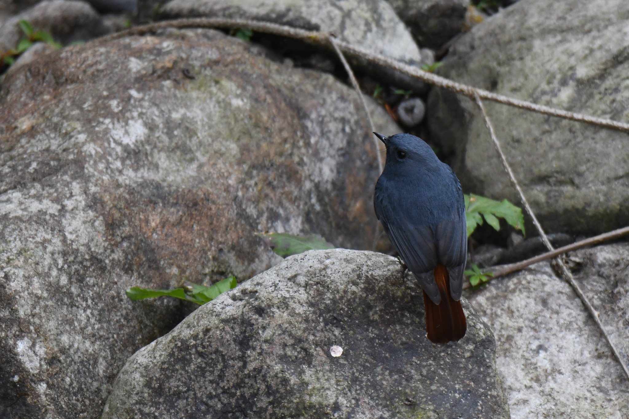 Plumbeous Water Redstart
